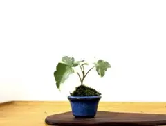 小品盆栽　アイビー　へデラ　苔付　鉢付　ミニ盆栽　豆盆栽のサムネイル