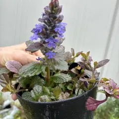 あけぽん様 リクエスト 2点 まとめ商品