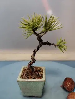 2026年最新】五葉松の人気アイテム - メルカリ