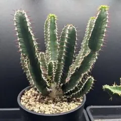 ユーフォルビア　クラビゲラ　ムランジーナ　トルチラマ　実生セット ユーフォルビア クラビゲラ ムランジーナ トルチラマ 実生セット