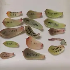 多肉植物 エケベリア 葉挿しセット③
