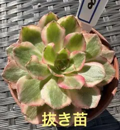 アエオニウム 専用出品 2025年最新】アエオニウムの人気アイテム - メルカリ