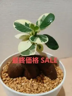 【丸葉／丸幹】パンダガジュマル　斑入り　３号サイズ　コレクション株 丸葉／丸幹】パンダガジュマル 斑入り 3号サイズ コレクション株
