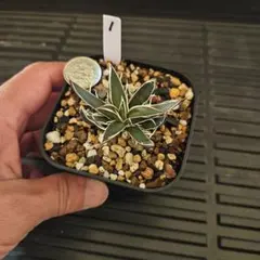 ジェンティルドンナ様 リクエスト 5点 まとめ商品