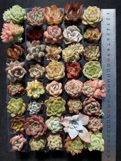 ユ*ス様 N181　土と根付き苗　40苗セット　エケベリア　多肉植物　詰め合わせ