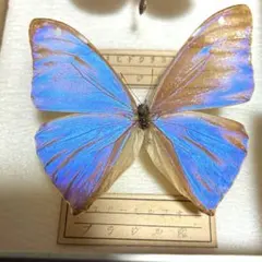 2026年最新】レテノールモルフォの人気アイテム - メルカリ