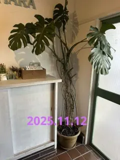 引取☆4 シェフレラ 9号 観葉植物 大型 シンボルツリー - メルカリ
