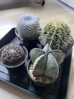 なお様 専用ページ