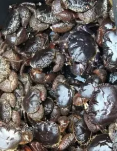 ケン様 リクエスト 2点 まとめ商品