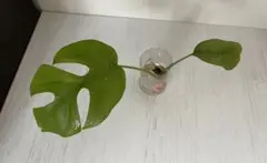 すもも☆プロフ見てね(^^*)❁⃘*.゜様 リクエスト 2点 まとめ商品