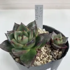 多肉植物 イザナミ 優木園さん苗 札なし - メルカリ