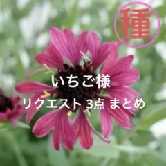 いちご様 リクエスト 3点 まとめ商品