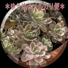 2026年最新】オロスタキス 鏡花の人気アイテム - メルカリ