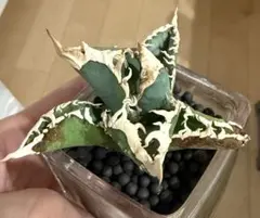 鉢ごと発送】アガベ チタノタ 悪魔くん【全体に厳つい陽炎・強バンド幅
