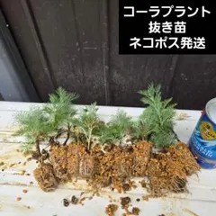 【コーラプラント】抜き苗のサムネイル
