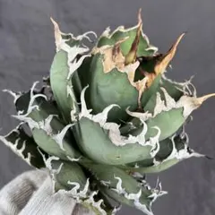 2026年最新】アガベ オアハカの人気アイテム - メルカリ