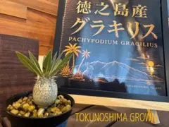 【徳之島グラキリス】実生｜丸型良株｜選抜株TOKUNOSHIMA GROWN 徳之島グラキリス】実生｜丸型良株｜選抜株TOKUNOSHIMA GROWN - メルカリ