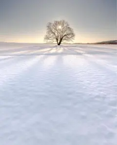 Item thumbnail for item 8e24a115-729b-40d9-b99e-f354e5febb1e