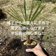 ビロウヤシ　ポットごと発送 ビロウヤシ 鉢ごと発送 - メルカリ