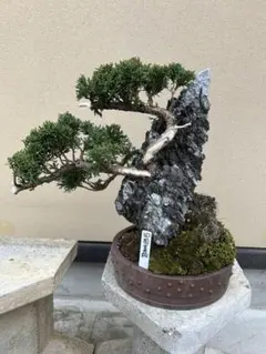 2026年最新】真柏の人気アイテム - メルカリ