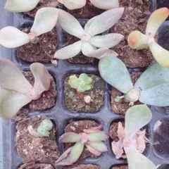 2025年最新】多肉 ローラ錦の人気アイテム - メルカリ