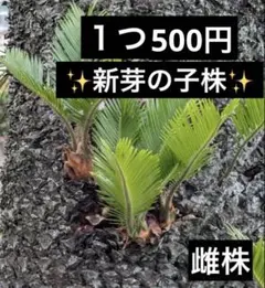 蘇轍　ソテツ　未発根 蘇轍 ソテツ 未発根 子株2個セット - メルカリ