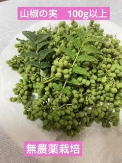 갓 딴 무농약 산초 씨앗 100g