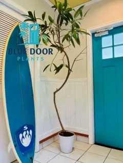 仕立て済！40【ユーフォルビア約140cm】大型観葉植物｜西海岸インテリア｜ 仕立て済！40【ユーフォルビア約140cm】大型観葉植物｜西海岸