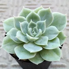 アルバートチワワ　ミックスベリア　おらいさん苗　多肉植物
