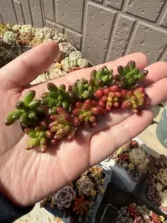 ˚*.☆375☆.*˚様 リクエスト 2点 まとめ商品