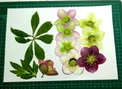 Item thumbnail for item 4d294591-2a0e-48e4-bd81-325c0024267e