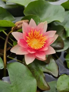 BWメダカ様 リクエスト 3点 まとめ商品