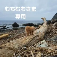 流木インテリア LEDエジソン6灯ペンダントライト 〜10帖 多数の流木