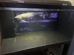 2026年最新】1200 水槽の人気アイテム - メルカリ