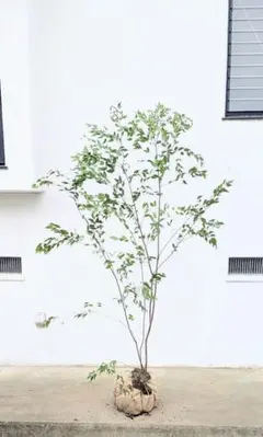 pi♡様 リクエスト 2点 まとめ商品