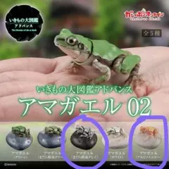 ガチャガチャ⑅生き物大図鑑レプティアドバンス⑅アマガエル02 2個セット