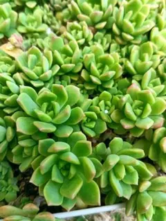 多肉植物　マッコス　8カット