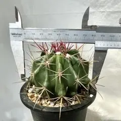 リンゼイ実生① エキノケレウス（検索）リンゼー 強刺 花サボテン