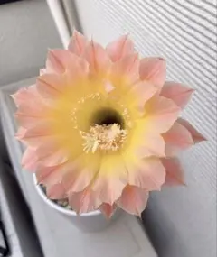 411-8【一点物】人気実生サボテン のカキコ　根付き　特選開花大株 花サボテンのサムネイル