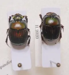 2025年最新】ダイコクコガネ 標本の人気アイテム - メルカリ