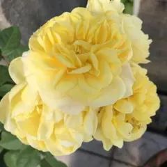 ミニバラ♡レモンイエロー♡3.5号♡ポットごと宅急便コンパクト - メルカリ