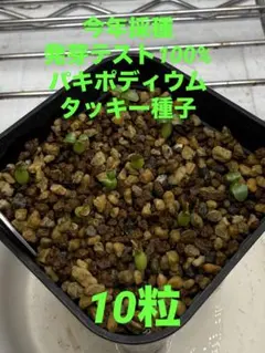 2026年最新】パキポディウム タッキーの人気アイテム - メルカリ