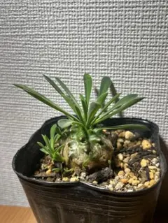 Noel様 リクエスト 2点 まとめ商品