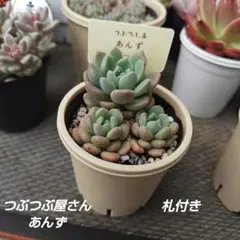 2026年最新】つぶつぶ屋 小梅の人気アイテム - メルカリ