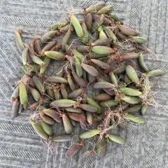 Chico様 リクエスト 2点 まとめ商品