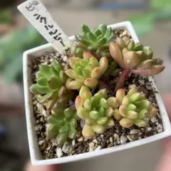 多肉植物♡ピンクルルビー 抜き苗 - メルカリ