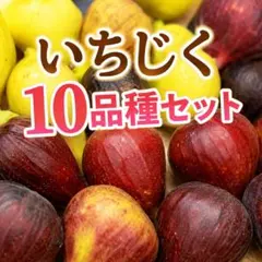 本日発送】常温発送 地域限定○福岡県産いちじく7品種&キウイセット