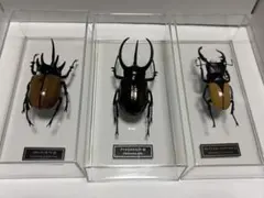 4mm】キバネツノトンボの一種 ? 標本 ウスバカゲロウ - メルカリ