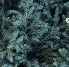 Item thumbnail for item 64469224-0d14-49e5-b5cc-dad1953d357d