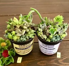 そのまま飾れます 多肉 寄せ植え 育て方メモつき❤️2つセットのサムネイル
